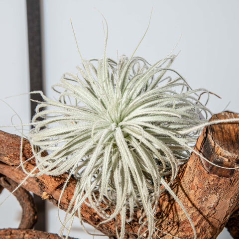 Simegarden Tillandsia tectorum