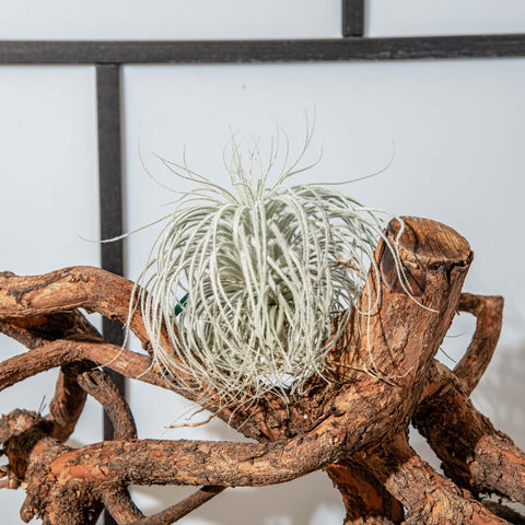 Simegarden Tillandsia tectorum