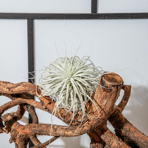 Simegarden Tillandsia tectorum