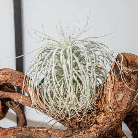 Simegarden Tillandsia tectorum