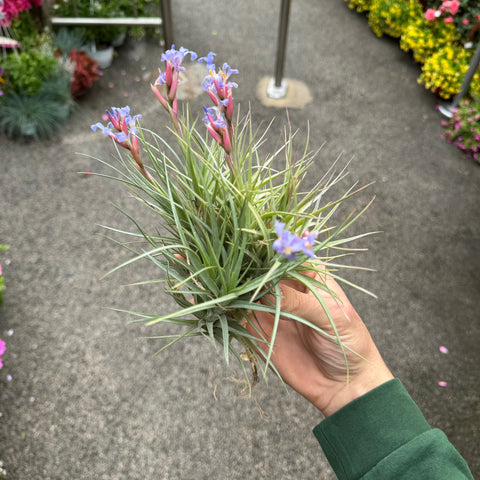 Simegarden Tillandsia tenuifolia XL - in gruppo