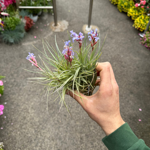 Simegarden Tillandsia tenuifolia XL - in gruppo