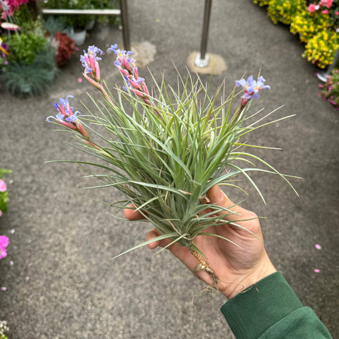 Simegarden Tillandsia tenuifolia XL - in gruppo