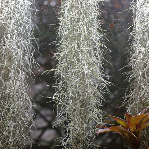 Simegarden Tillandsia usneoides