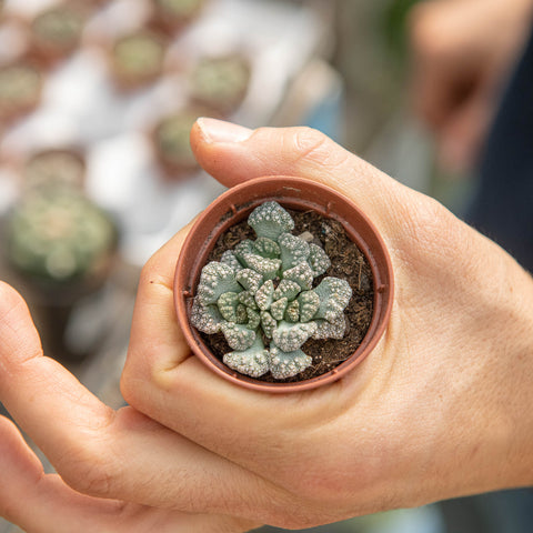 Simegarden Titanopsis calcarea 5.5cm