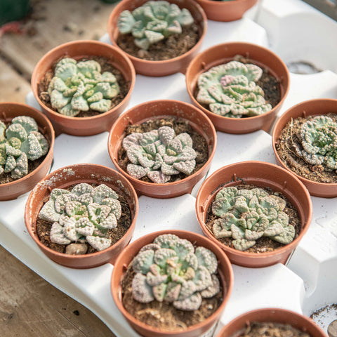 Simegarden Titanopsis calcarea 5.5cm