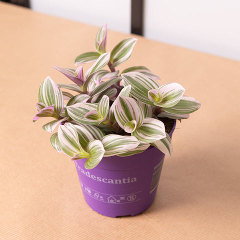 Simegarden Tradescantia nanouk 12 cm