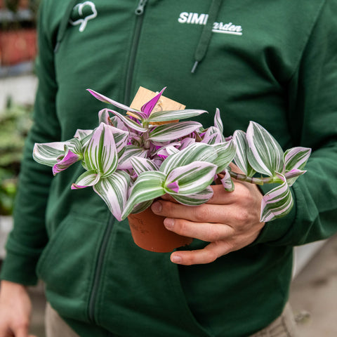 Simegarden Tradescantia nanouk 12 cm