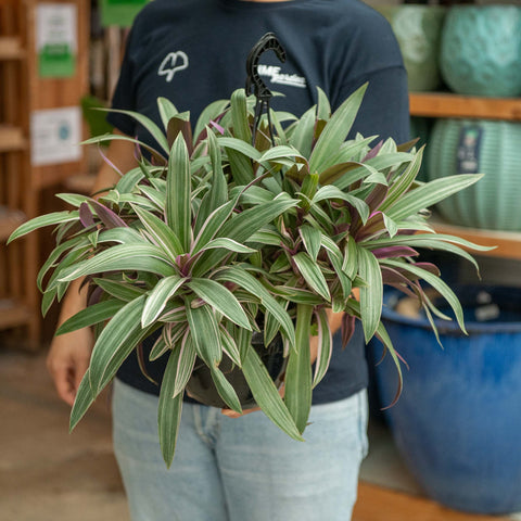 Simegarden Tradescantia spathacea 20 cm