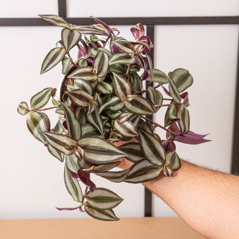 Simegarden Tradescantia zebrina