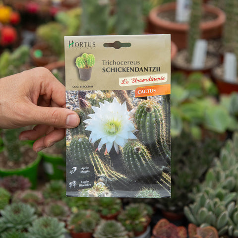 Simegarden Trichocereus schickendantzii Semi