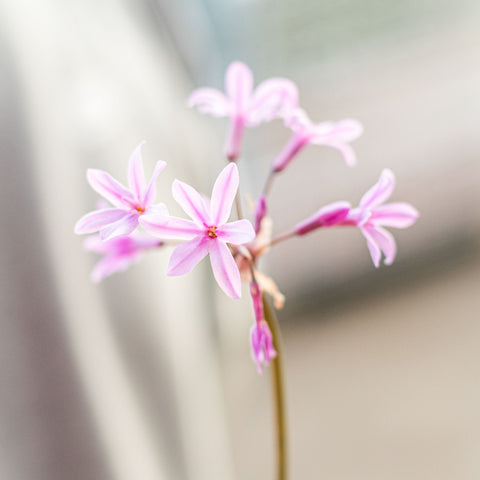 Simegarden Tulbaghia violacea 17 cm