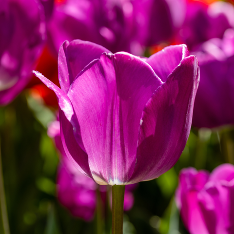 Simegarden Tulipano negrita