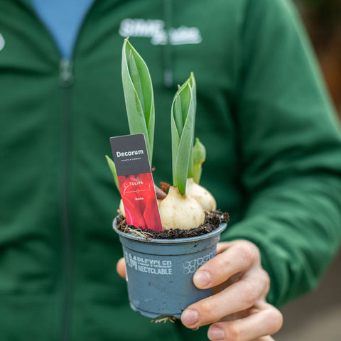 Simegarden Tulipano pianta 9 cm / Rosso - seadov