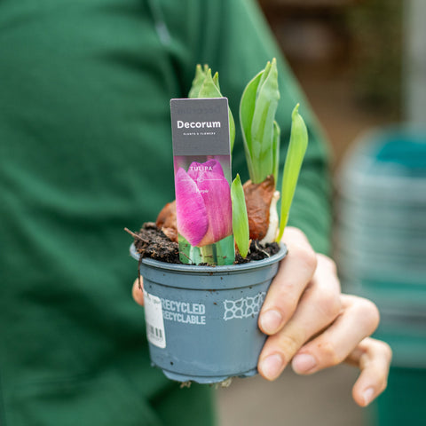 Simegarden Tulipano pianta 9 cm / Viola - marein