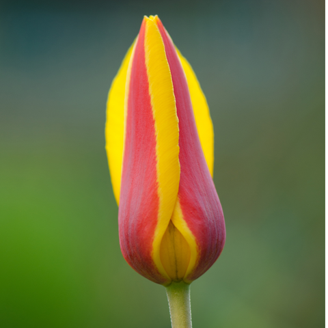 Simegarden Tulipano stresa 10