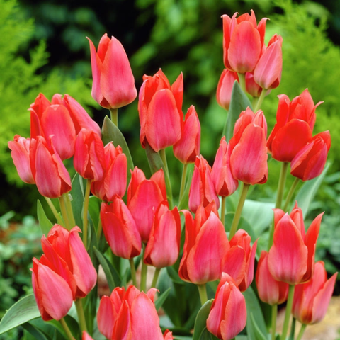 Simegarden Tulipano Toronto 10