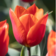 Simegarden Tulipano veronique sanson