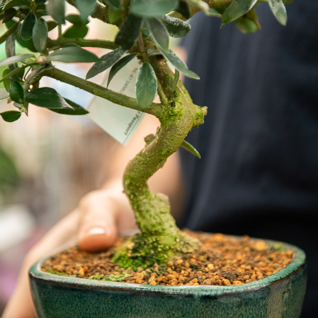 olivastro bonsai Olivastro bonsai - bonsai di ulivo prezzo