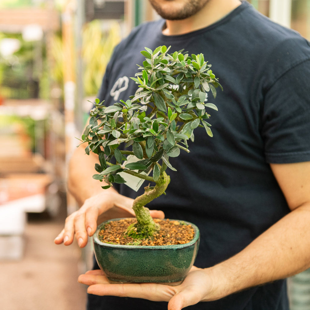 Olivastro bonsai - bonsai di ulivo prezzo