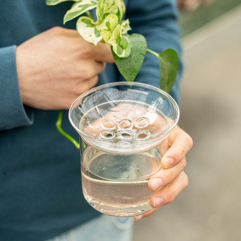 Simegarden Vaso per talee Vetro