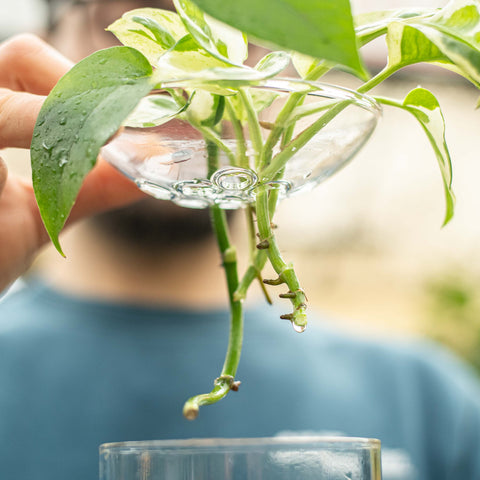Simegarden Vaso per talee Vetro