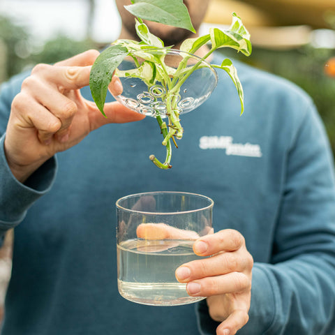 Simegarden Vaso per talee Vetro