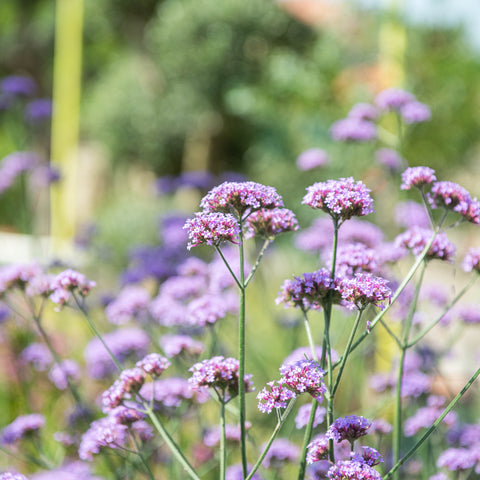 Simegarden Verbena bonariensis 17 cm