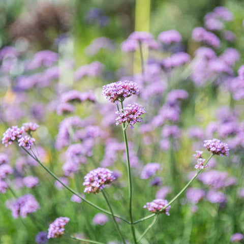 Simegarden Verbena bonariensis 17 cm