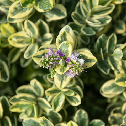 Simegarden Veronica variegata