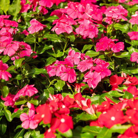 Simegarden Vinca rosea 14 cm / Mix