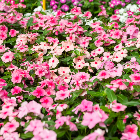 Simegarden Vinca rosea 14 cm / Mix