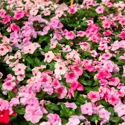 Simegarden Vinca rosea 14 cm / Mix