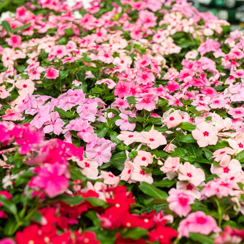 Simegarden Vinca rosea 14 cm / Mix