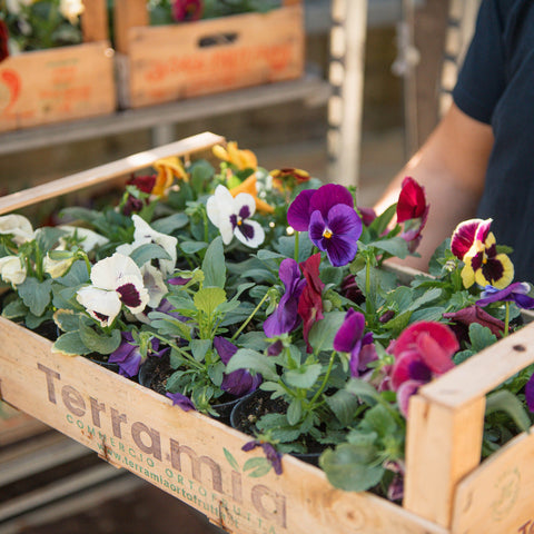 Simegarden Viola pianta 10 cm / mix