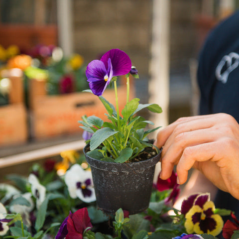 Simegarden Viola pianta 10 cm / mix