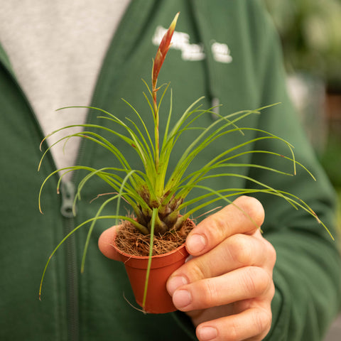 Simegarden Vriesea correia Araujoi 5.5 cm