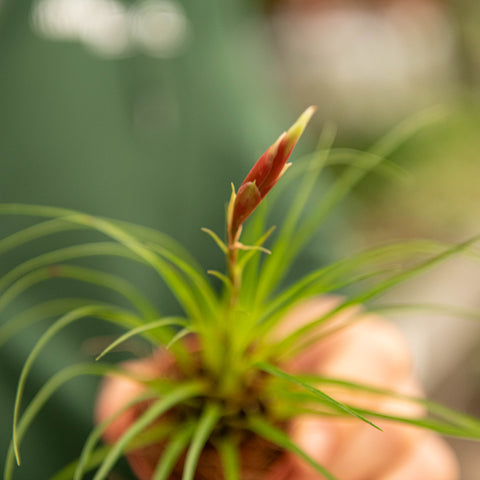 Simegarden Vriesea correia Araujoi 5.5 cm