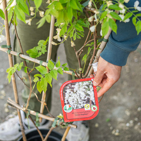 Simegarden Wisteria brachybotris shiro kapitan 24 cm