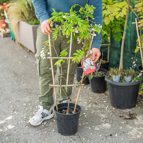Simegarden Wisteria brachybotris shiro kapitan 24 cm