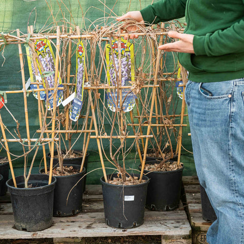 Simegarden Wisteria floribunda cecilia 24 cm
