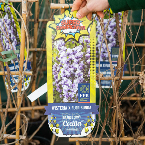 Simegarden Wisteria floribunda cecilia 24 cm