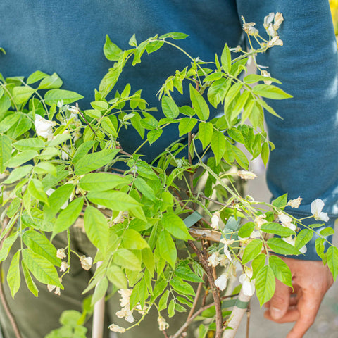 Wisteria brachybotris shiro kapitan