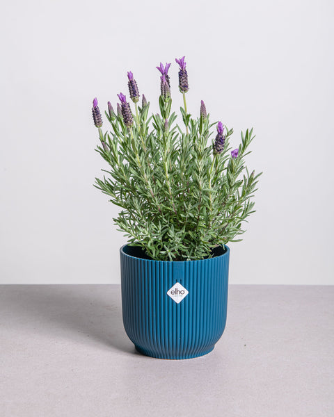 Simegarden Lavanda stoechas 17 cm