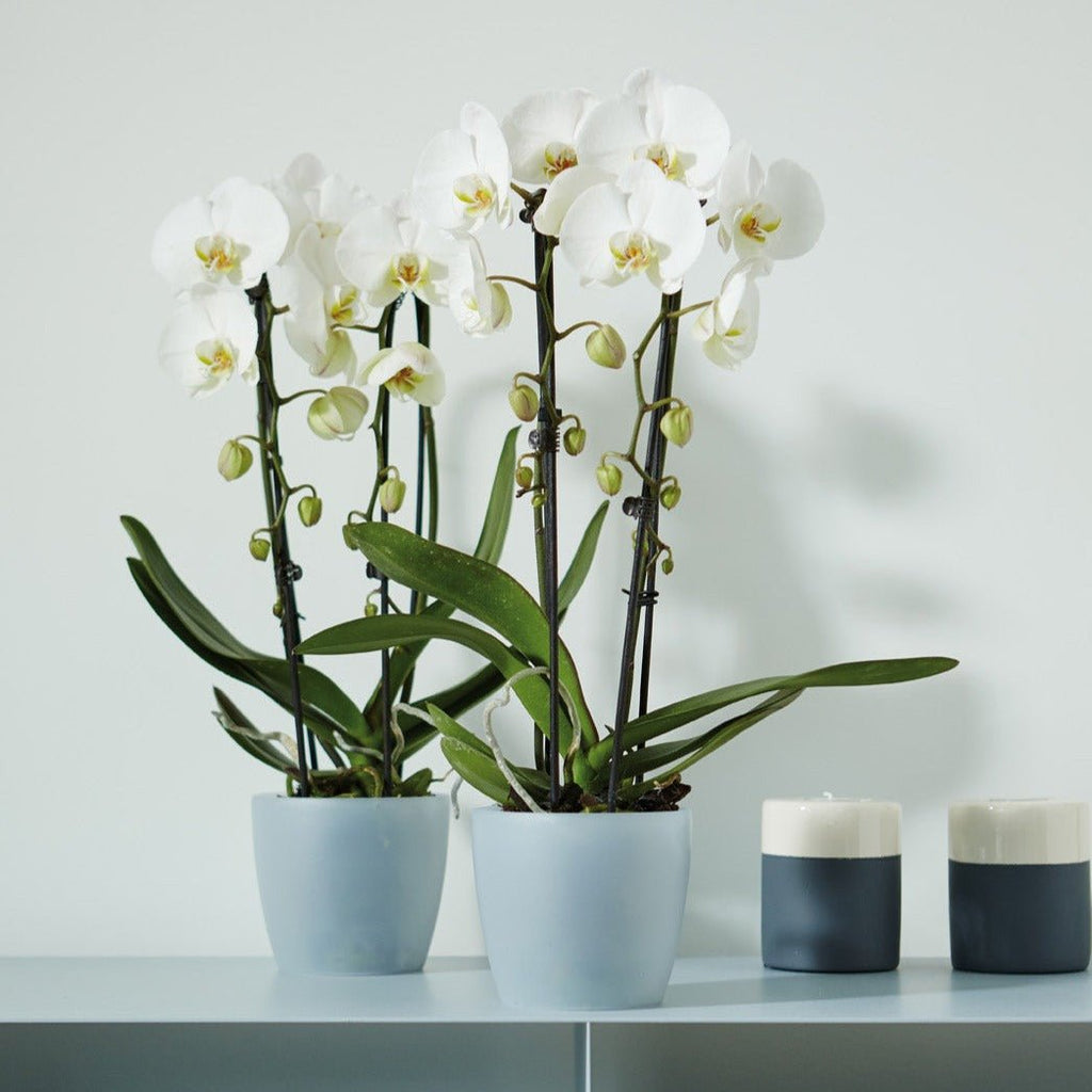 Vaso per orchidea trasparente brussels