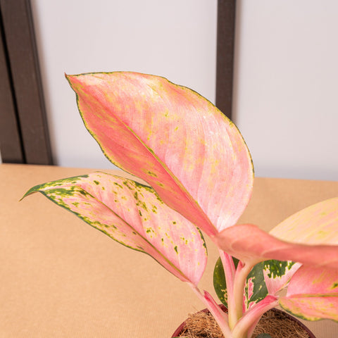 hamiplant Aglaonema flamingo 12cm / Pianta da interno