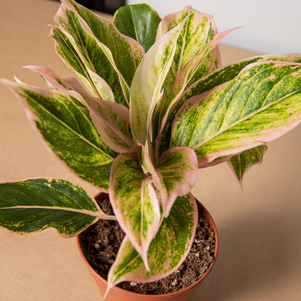 Aglaonema lipstick – Simegarden