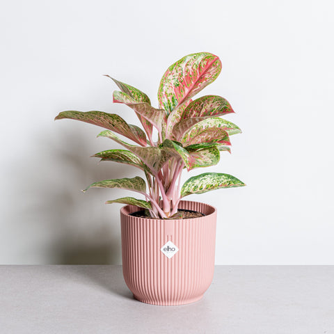 hamiplant Aglaonema painted celebration 19 cm