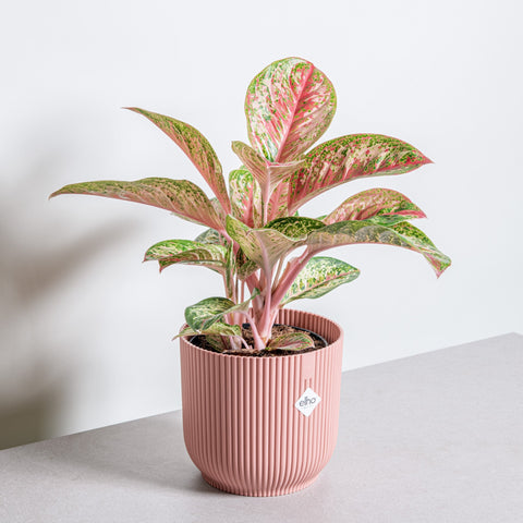 hamiplant Aglaonema painted celebration 19 cm