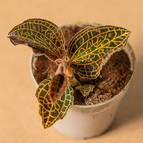 hamiplant Anoechtochilus coral 7cm